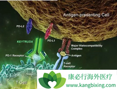 Keytruda(PD-1)���ʵ������Ѫ���������о�