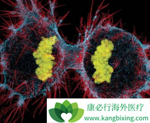 ���˰�֢��ô������֮�䰩֢���Ŵ���