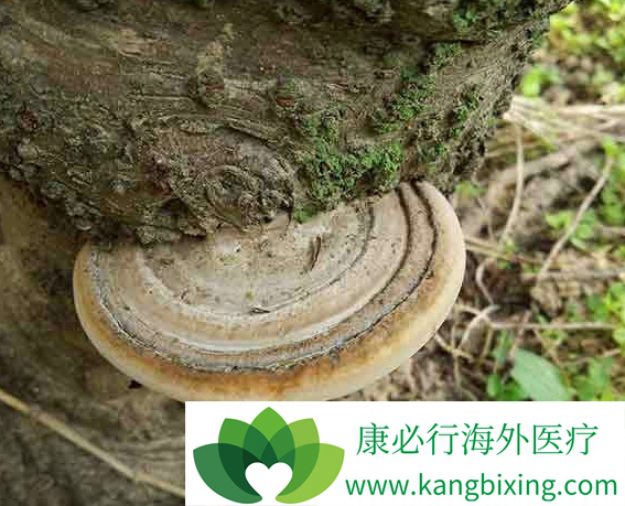 治疗肺癌的偏方 治疗肺癌的偏方