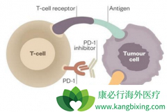 PD-1/PD-L1���Ƽ�Avelumab�������ѳ�����������Ч����