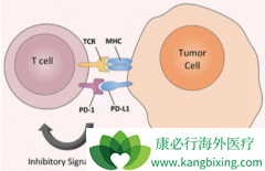 PD-1���Ƽ�������Ѹ�ٸı��ٴ�ʵ��