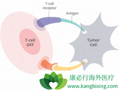 PD-1���Ƽ�����������Щ��������