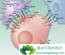 ���ߵĳ�����Ⱥ��Ӱ��PD-1/PD-L1��������Ч��