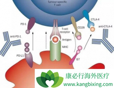 PD-1������PD-L1֮����ʲô����