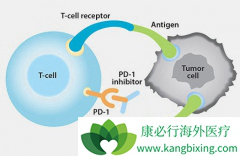 ʹ��PD-1/PD-L1���Ƽ����ڷΰ���������
