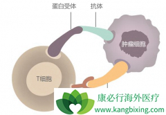 PD-1��PD-L1���Ƽ��ɷ����ڻ������������Լ�����NSCLC���ߣ�