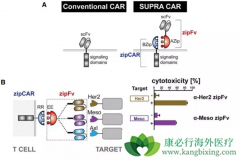 CAR-T�Ʒ���һ���ܼ��������ĸ�����