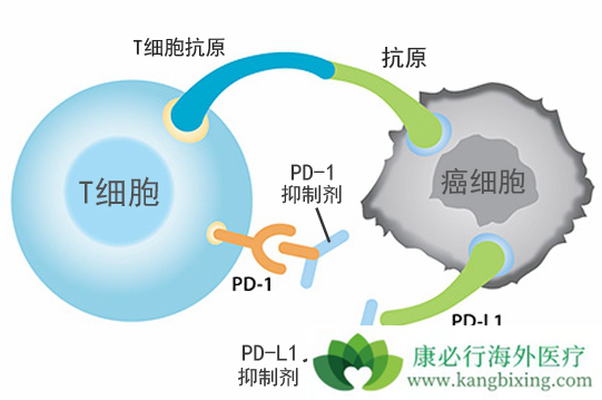PD-1 PD-1