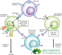 ��һ��CAR-T�Ʒ����ӳ�ϸ���ĳ־��Լ��ٶ��Լ�����