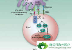 ������ʹ��PD-1����������辯�踱���ó���