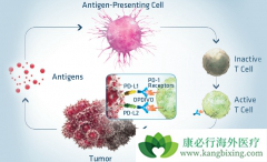 ����������PD-1���Ƽ�Keytruda�Լ�Opdivo���Ѿ������ڹ�������