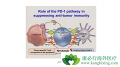 PD-1/PD-L1���������Ʒ��ľ������������