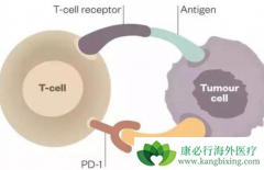 PD-1��PD-L1���Ƽ������Ʒ��ڶ�����������Ч����