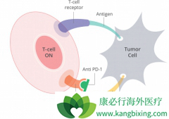 ʲô��PD-1���Ƽ���һ��PD-1���Ƽ�����ʹ�ö೤ʱ�䣿