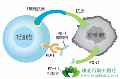 ���߳���PD-1���Ƽ���ҩ�����ô���ƣ�