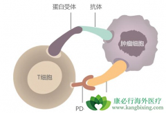 PD-1/PD-L1����ʹ16%�����ڷΰ�����ʵ�����ٴ�����