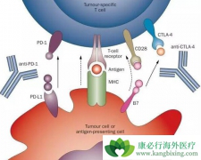 ���߳���PD-1���Ƽ�������֮һ���׸���ô�죿