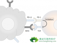 ΪʲôPD-1���Ƽ�����Щ���߲������ã�