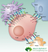 PD-1���Ƽ������T�ܰ�ϸ�����������Ƶ���T�ܰ�ϸ�����߹���
