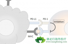 PD-1���Ƽ���PD-L1���Ƽ���ʲô����
