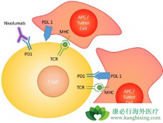 PD-1���Ƽ������ӳ��ֲ����ں�ת���Է�Сϸ���ΰ����ߵ���������
