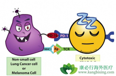 ʹ��PD-1����ʱ���ָ�����Խ��Խ����