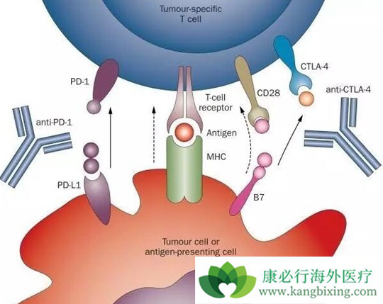 PD-1