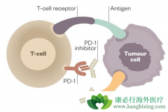 PDLE����������ʾ������PD-1���Ƽ����ƣ�