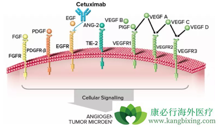 西妥昔单抗 西妥昔单抗