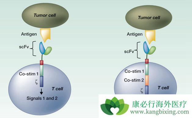 CAR-T