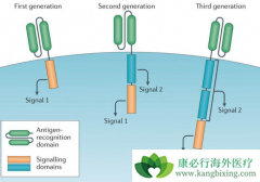 ����CAR-Tϸ�������ɽ��Ͱ�Ѫ�����ߵ�ϸ�������ͷ��ۺ���