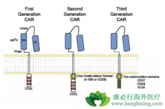 CAR-T��һ��������Bϸ����Ѫ�������л�ó��ڻ���������Ʒ�