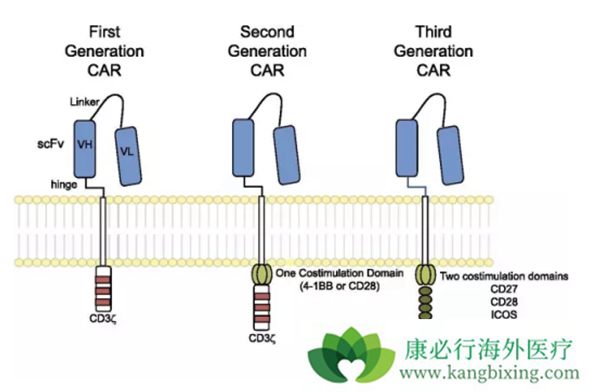 CAR-T