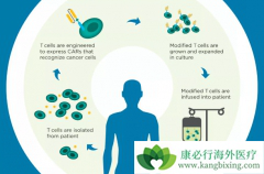 ʲô��CAR-Tϸ�������Ʒ���CAR-Tϸ���Ʒ��з�����