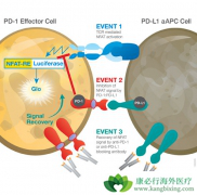 PD-1\PD-L1�������Ƹı��˴�ͳ��֢���Ƶ������ԣ�