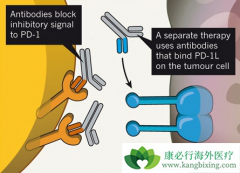 PD-1������Ч����ͨ��Tϸ��Bimˮƽ��Ӧ����