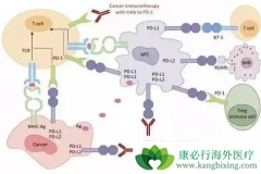 PD-1���Ƽ�һ���¶���Ǯ?PD-1���Ƽ���Ч����
