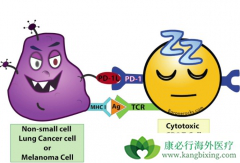 ΪʲôPD-1���Ƽ��������ƶ��ٶ���������
