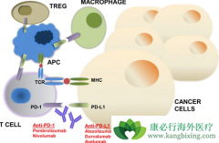 PD-1���Ƽ�Cemiplimab����Ƥ����״ϸ������Ч�ʴ�50%