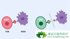 PD-1���Ƽ�����Ч�ʿ�����Tϸ�������CD28Ӱ��