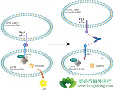 PD-L1���Ƽ�Tecentriq�����о�����ҽ�������Ƽ�