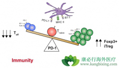 Keytruda����PD-L1���Էΰ����ߵ���Ч����ʤ����
