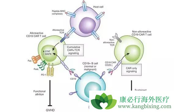 CAR-T