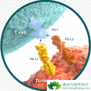 PD-1���Ƽ���ķ�������������ɫ����Ч������