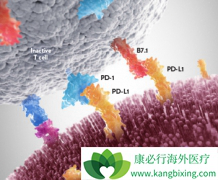 �����е�PD-1���Ƽ�ŷ����(Opdivo)�������఩֢����Ч������