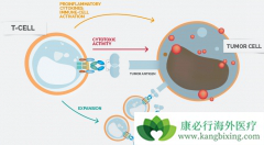CAIR-T���������Ʒ����������Ѫ������Ч����