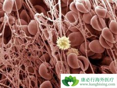 ����ҽ�Ƹ�������Щ���������������ά��