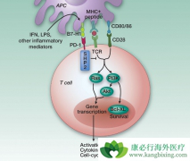 PD-1��PD-L1��ʲô��PD-1���Ƽ�����Щ�ŵ㣿
