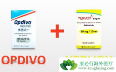 PD-1��������CTLA-4��������������ת����ʾ���õ�Ч��