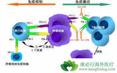 Ϊʲô��ʼPD-1���߼������Ƽ�һ������ǰ����PD-L1��